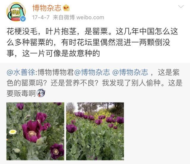 吃火锅超上瘾，是因为底料里加了罂粟壳吗？