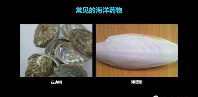 这只活了507岁的蛤，体内竟然藏着抗肿瘤的活性蛋白
