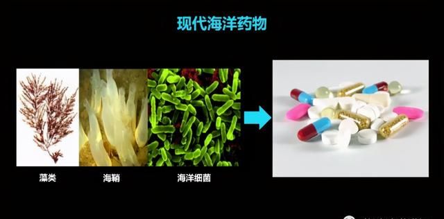 这只活了507岁的蛤，体内竟然藏着抗肿瘤的活性蛋白