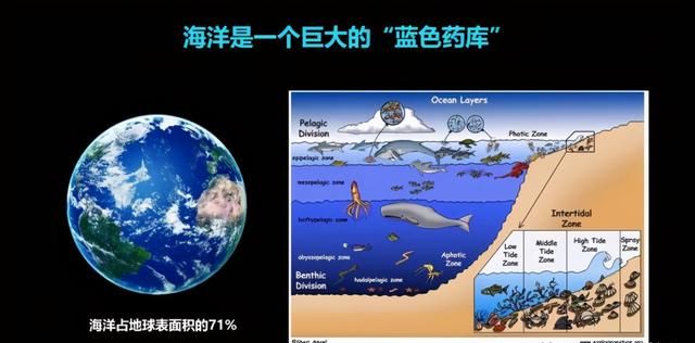 这只活了507岁的蛤，体内竟然藏着抗肿瘤的活性蛋白