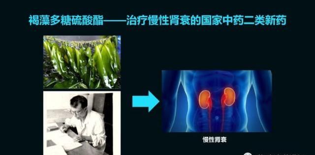 这只活了507岁的蛤，体内竟然藏着抗肿瘤的活性蛋白