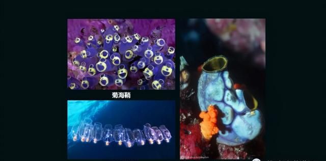 这只活了507岁的蛤，体内竟然藏着抗肿瘤的活性蛋白