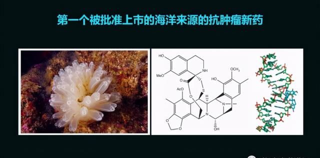 这只活了507岁的蛤，体内竟然藏着抗肿瘤的活性蛋白
