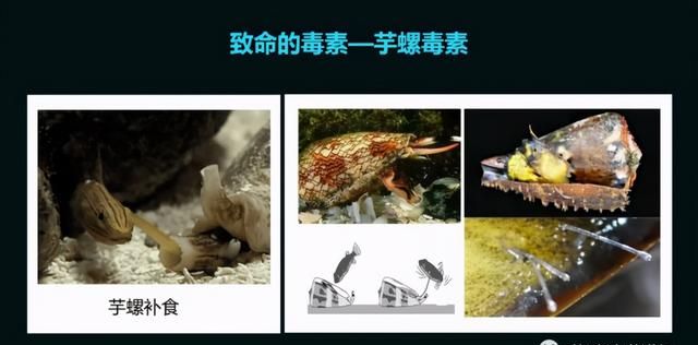 这只活了507岁的蛤，体内竟然藏着抗肿瘤的活性蛋白