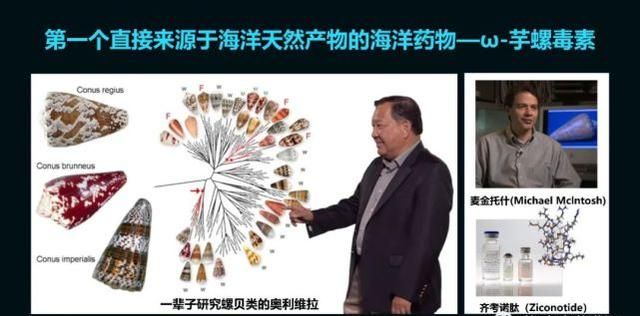这只活了507岁的蛤，体内竟然藏着抗肿瘤的活性蛋白