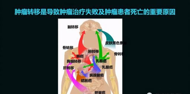 这只活了507岁的蛤，体内竟然藏着抗肿瘤的活性蛋白