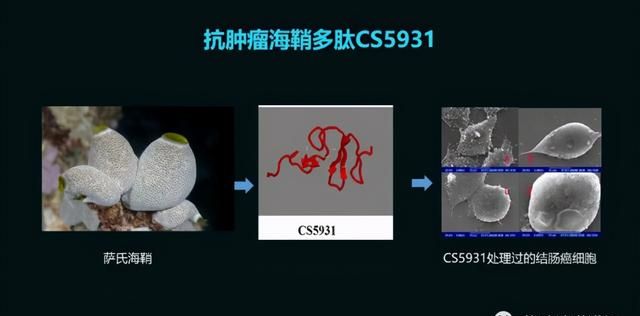 这只活了507岁的蛤，体内竟然藏着抗肿瘤的活性蛋白