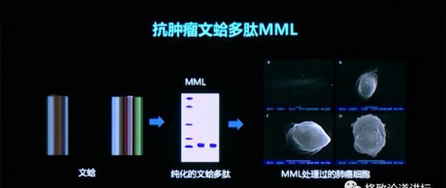 这只活了507岁的蛤，体内竟然藏着抗肿瘤的活性蛋白