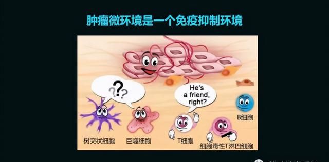 这只活了507岁的蛤，体内竟然藏着抗肿瘤的活性蛋白