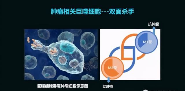 这只活了507岁的蛤，体内竟然藏着抗肿瘤的活性蛋白