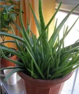 芦荟如何种植最好图10
