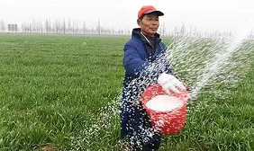 "以水养根，以根保叶，以叶保粒"是小麦增产的重要原则