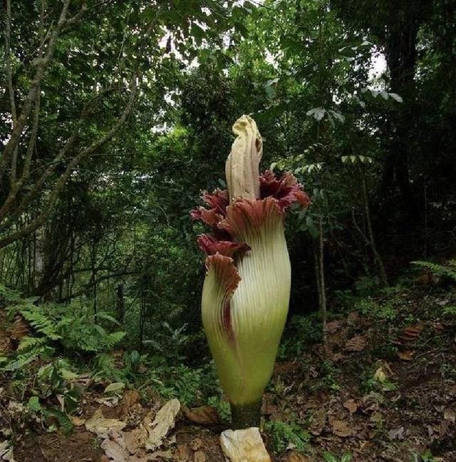 世界珍稀濒危植物三大旗舰种之一的巨魔芋开花了——在国家植物园