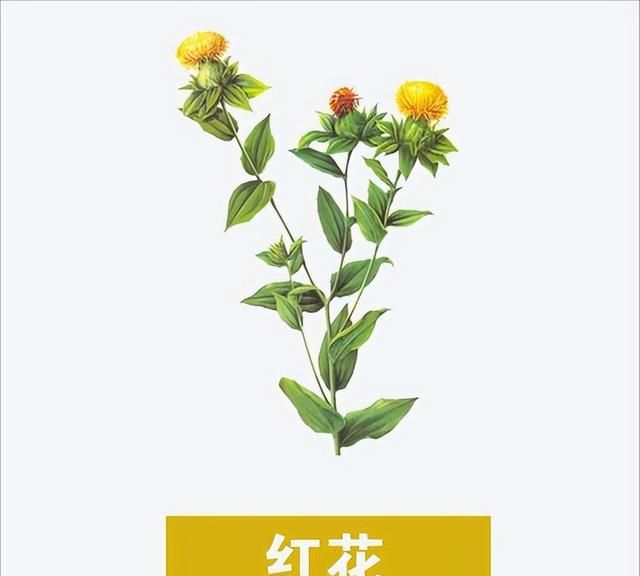 活血通经的“红花”