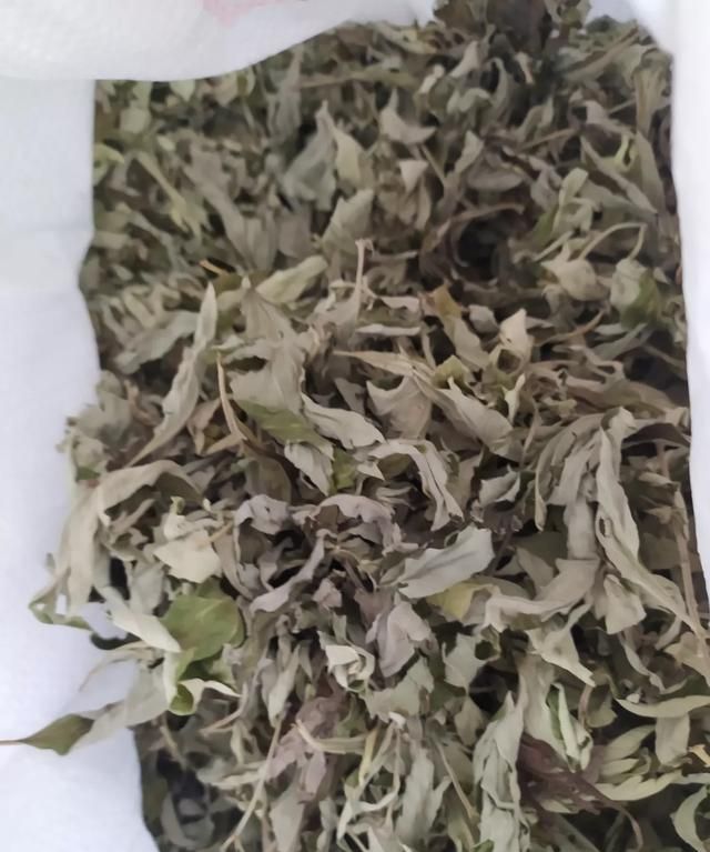 怎样让艾草的艾油尽快挥发掉图3