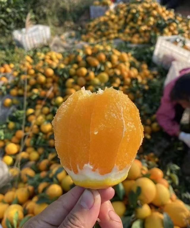 吃赣南脐橙会上火吗？