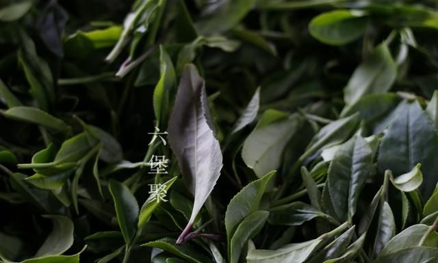六堡茶怎么泡好喝(六堡茶哪种品牌好喝)图1