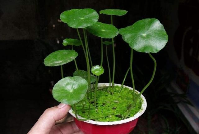 铜钱草有毒吗,铜钱草有毒吗放室内图1