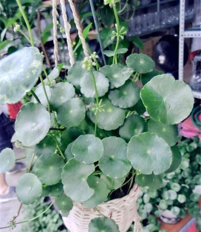 铜钱草有毒吗,铜钱草有毒吗放室内图3