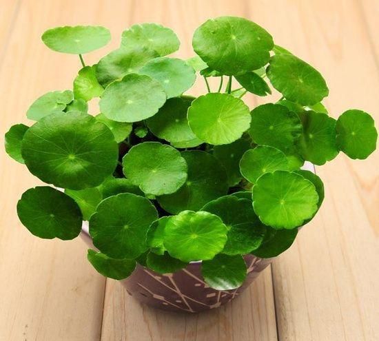 铜钱草有毒吗,铜钱草有毒吗放室内图5