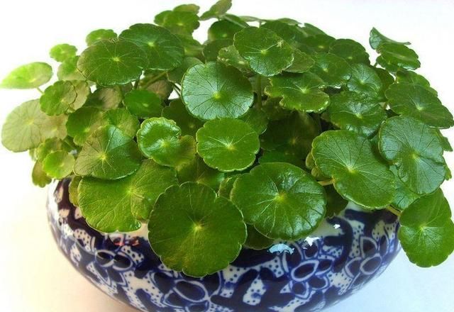铜钱草有毒吗,铜钱草有毒吗放室内图7