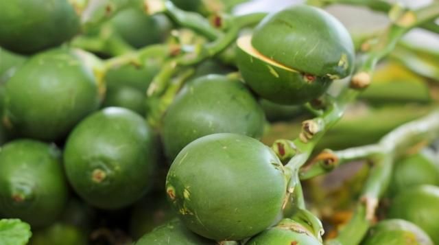 槟榔是什么东西，它到底有什么作用？为什么年轻人都喜欢嚼槟榔？