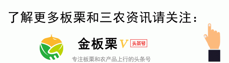 迁西板栗是正宗的栗吗(迁西板栗现在口感甜吗)图7