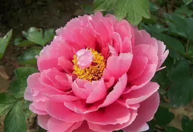 百花园牡丹有什么作用(牡丹开花的功效与作用)图1
