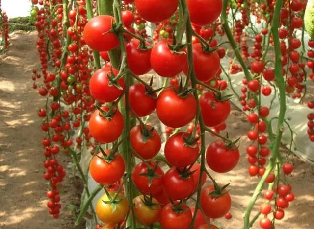 瀑布小番茄，亩产1万斤，亩赚3万元，您不心动吗？