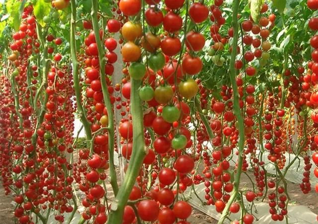 瀑布小番茄，亩产1万斤，亩赚3万元，您不心动吗？