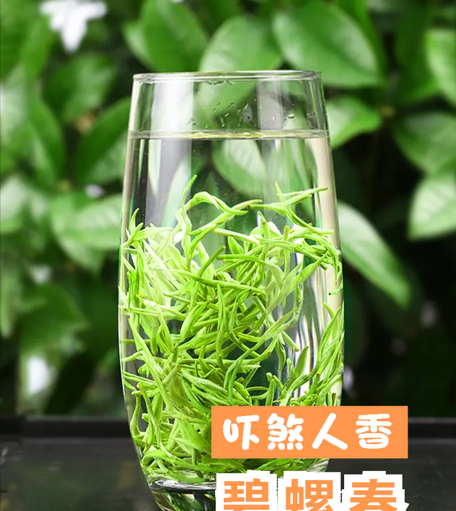 中国茶文化—“吓煞人香”的碧螺春