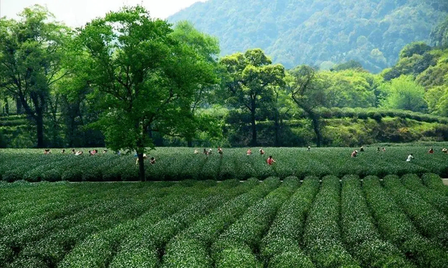 中国茶文化—“吓煞人香”的碧螺春