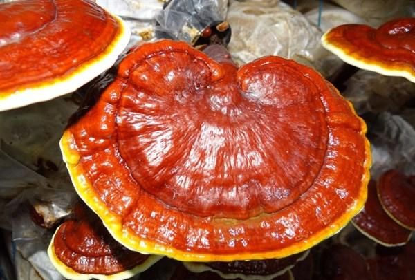 夏季补身体就要喝乳鸽汤，一鸽胜九鸡，滋补不上火，让你元气满满