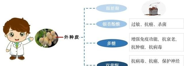 【中医养生】从外到内了解白果