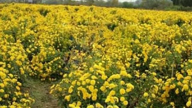 药材里的冬瓜怎么种植(草药冬花种植方法及注意事项)图2