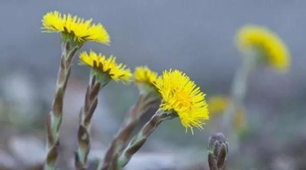 药材里的冬瓜怎么种植(草药冬花种植方法及注意事项)图3
