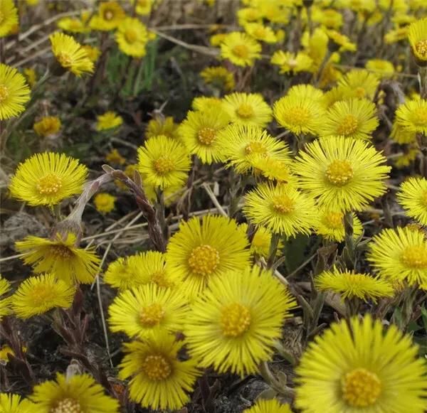 药材里的冬瓜怎么种植(草药冬花种植方法及注意事项)图4