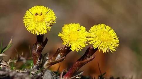 药材里的冬瓜怎么种植(草药冬花种植方法及注意事项)图5