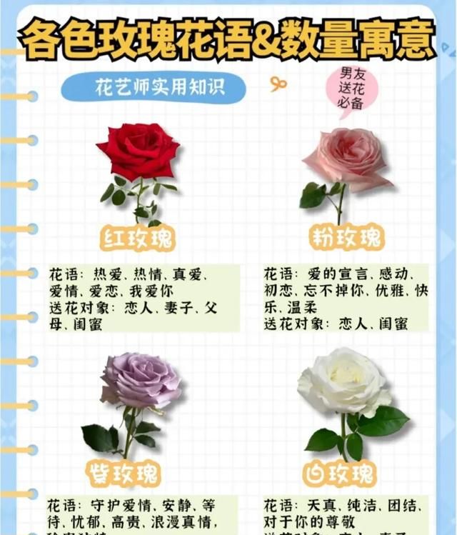 玫瑰花有几种图1
