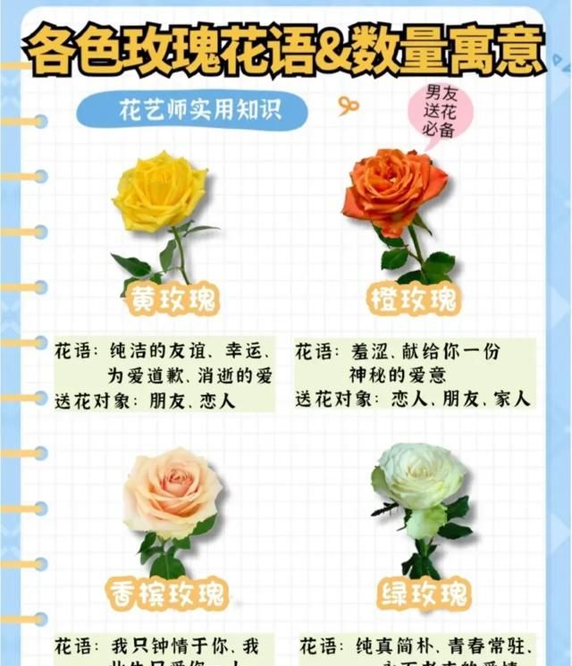 玫瑰花有几种图2