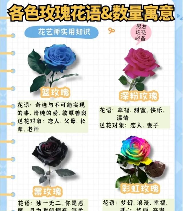 玫瑰花有几种图3