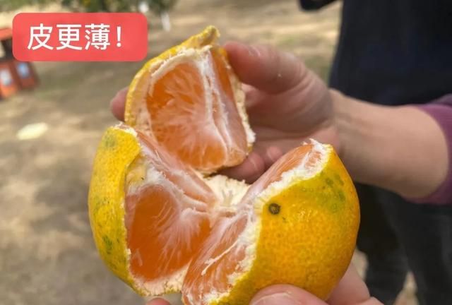 高甜预警！四招教你选出无核爆汁的蜜橘