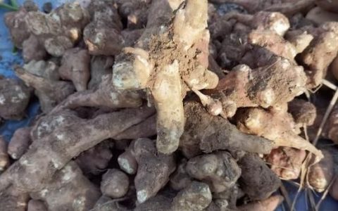 深秋少吃莲藕山药多吃它软糯