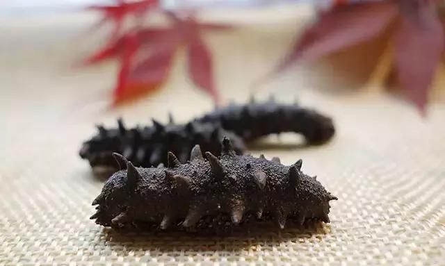 海参的功效和作用及海参的9大食用方法