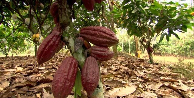 巧克力的制作原料，原来是一种热带果树，结出来的果实黏糊糊的