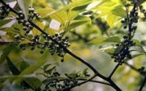 山苍子的作用与功效是什么