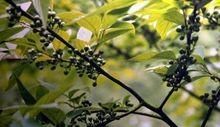 山苍子的作用与功效是什么图1
