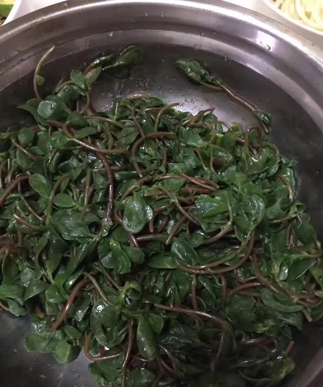 马齿笕可以当菜吃吗,马齿苋怎么煮汤图1