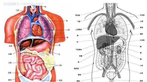 胆是中医六腑之一，奇恒之腑，人体多个系统病变都和胆有关！