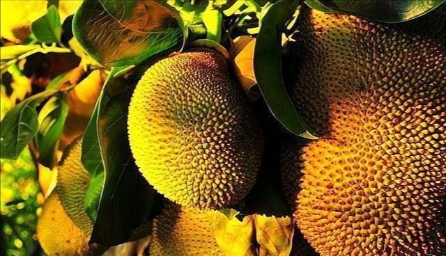 菠萝蜜怎么做好吃营养图1